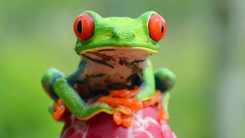 Red Eyed Tree Frog Macro Close Up 4k Wildlife Footage Stock Footage 338265595