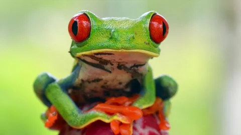 Red Eyed Tree Frog Macro Close Up Shot 4k Video Stock Footage 338265636