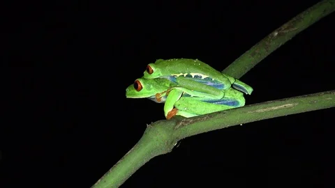 Red-eyed tree Frog mating in the night portrait Stock Footage 113123150