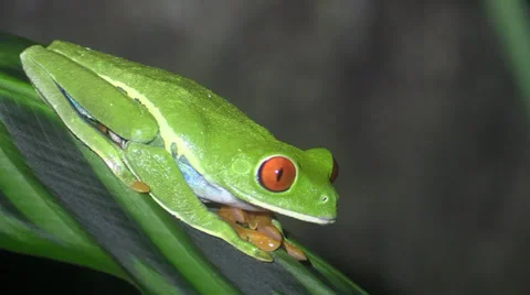 Red-eyed Tree Frog at Night in Costa Rica Stock Footage 34396249