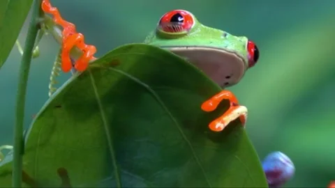 Red eyed tree frog peek behind green foliage Stock Footage 341753167