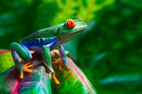 Red-eyed tree frog Foto stock