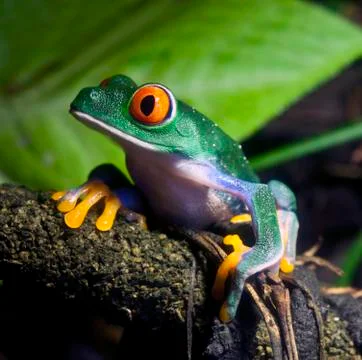 Red eyed tree frog Foto stock