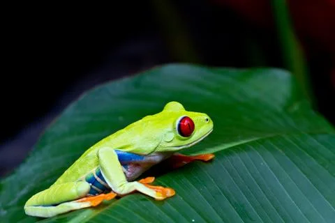 Red eyed tree frog Stock Photos