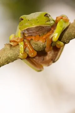 Red-Eyed Tree Frog Stock Photos