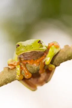 Red-Eyed Tree Frog Stock Photos