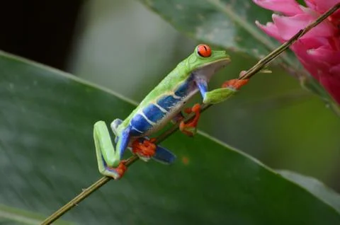Red-eyed Tree Frog Foto stock