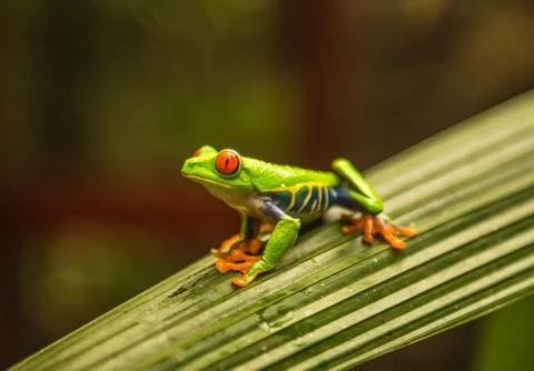 Red Eyed Tree Frog Stock Photos