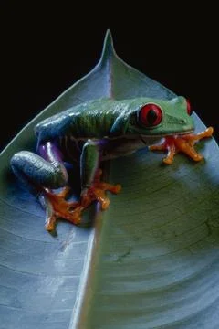 Red-Eyed Tree Frog Stock Photos