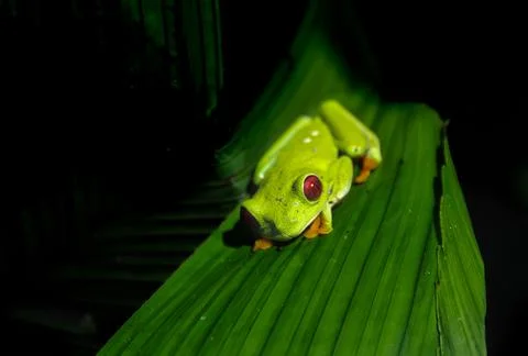 Red Eyed Tree Frog Stock Photos