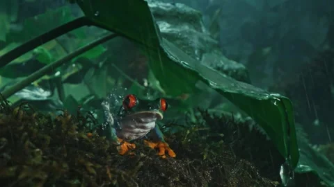 Red-eyed tree frog in the rainforest seating under leaf when heavy raining .. Stock Footage 310637050