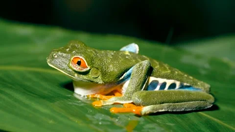 Red eyed tree frog resting on a green leaf in Costa Rica Stock Footage 332606345