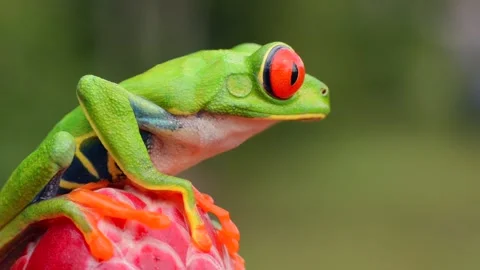Red Eyed Tree Frog Resting on a Flower Macro Close Up 4k Video Stock Footage 338265604