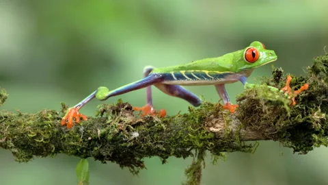 Red-eyed tree frog sitting on a branch walks out of the frame Vidéo 195174580