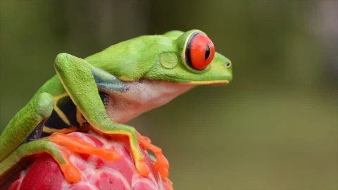 Red-eyed tree Frog, starring at the camera in Costa Rica Stock Footage 291623527
