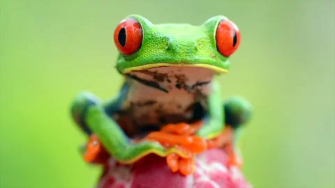 Red-eyed tree Frog, starring at the camera in Costa Rica Stock Footage 297531721