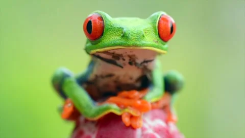 Red-eyed tree Frog, starring at the camera in Costa Rica Vidéo 297531736