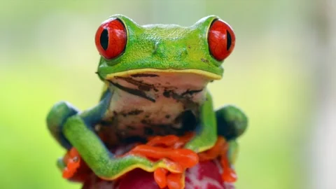 Red-eyed tree Frog, starring at the camera in Costa Rica Stock Footage 297531737