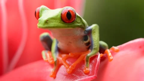 Red-eyed tree Frog, starring at the camera in Costa Rica Stock Footage 297531742