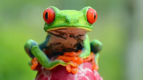 Red-eyed tree Frog, starring at the camera in Costa Rica Vidéo 297531796