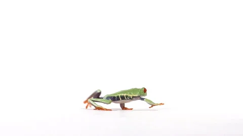 Red-eyed tree frog walking across white surface Stock Footage 46585218