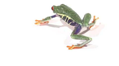 Red-eyed tree frog walking across white surface Stock Footage 46585239