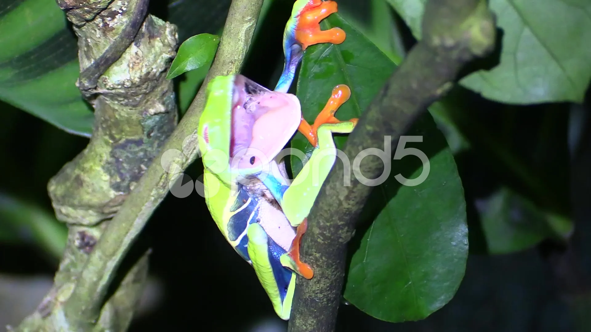 Frog Yawning