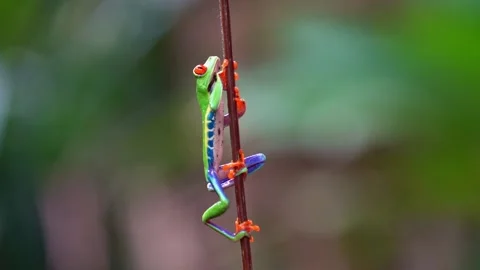 Red Eyed Tree Frogs(Agalychnis callidryas) Climbs a branch Stock Footage