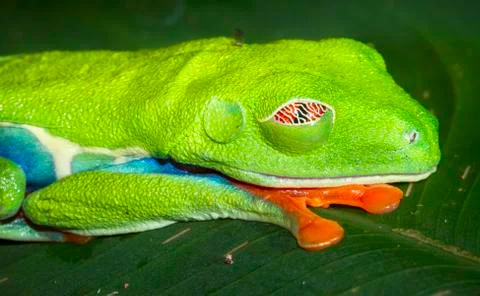 Red-eyed treefrog sleeping on a leaf at night in Costa Rica Stock Photos