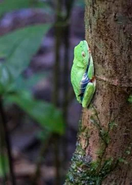 Red eyed treefrog sleeping on a tree in Costa Rica Stock Photos