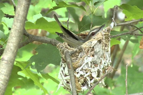Red eyed vireo NTSC Stock Footage