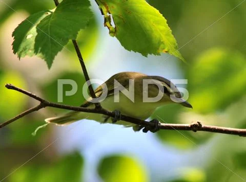 Red-eyed vireo Stock Photos