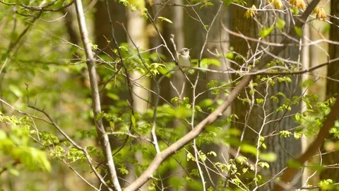 Red eyed vireo tiny bird flying fast on fresh young trees during nice spring day Stock Footage 100448968