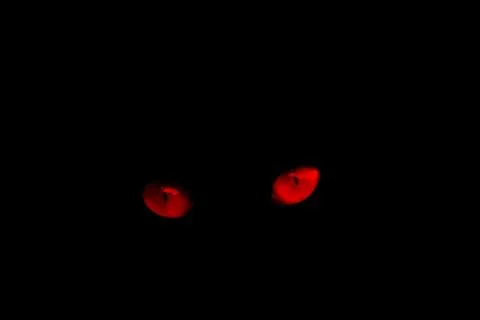 Red eyes of cat on a black background.red eye effect. Stock Photos