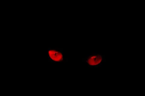 Red eyes of cat on a black background.red eye effect. Stock Photos