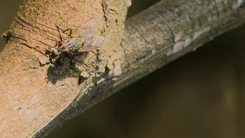 Red eyes fly Stock Footage 79405581