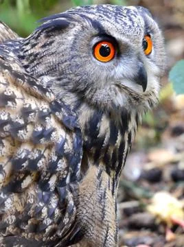 Red eyes Stock Photos