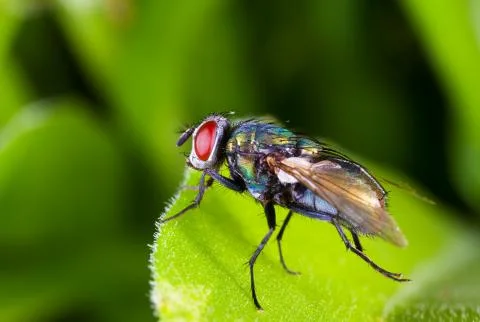 Red eyes Stock Photos