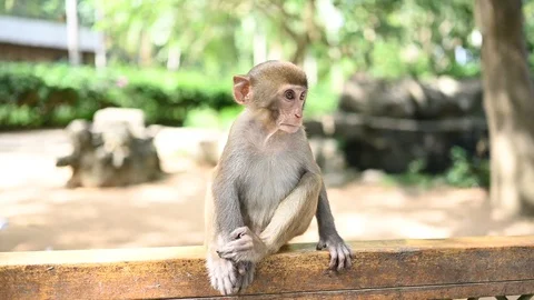 Red face monkey Rhesus macaque cute funny baby child in tropical nature park Stock Footage 127881609