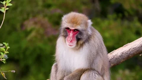 A red face monkey is on a tree. Stock Footage 145569436