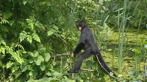 Red-faced black spider monkey, ateles paniscus, Stock Footage 20585188