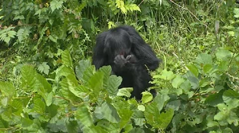 Red-faced black spider monkey, ateles paniscus, Stock Footage 20585299