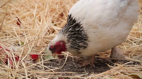 Red-Faced Brahma Hen Struts Around the Farm Stock Footage 81258534