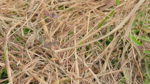 A red-faced dragonlet on dried grass flies away and turns back Stock Footage 346794096