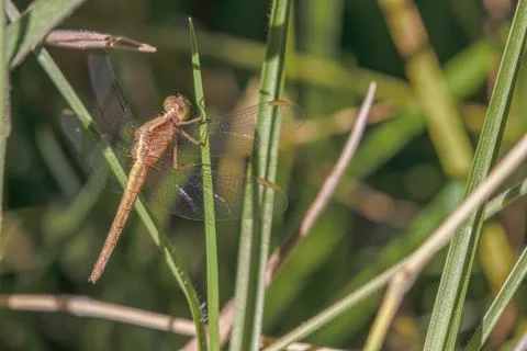 A red-faced dragonlet perched in a blade of grass Fotos Stock