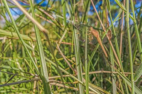 A red-faced dragonlet perched in a blade of grass Fotos de archivo