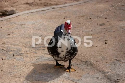 Red faced goose struts around his enclosure Stock Image #217761821