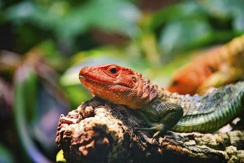 A red-faced iguana rests staring on a branch in a tropical environment, Stock Photos