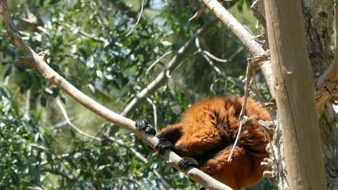 Red Faced Lemur cleans itself  [HD] Stockbeeldmateriaal 113055638