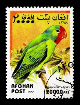 Red-faced Lovebird (Agapornis pullarius), Parrots serie, circa 1 Stockillustratie